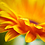 Amber_Patel
